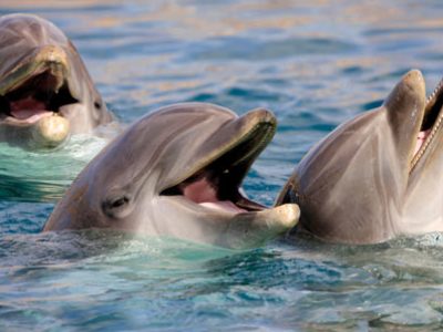 Delfini giornata | Clinica La Veterinaria