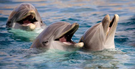 Dolphins Day | The Veterinary Clinic