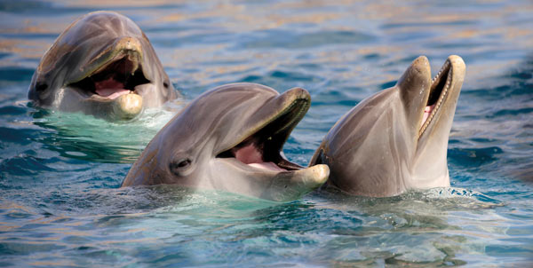 Día de los Delfines | Clínica Veterinaria