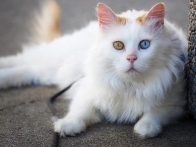 Gatto Turco Van | Clinica La Veterinaria
