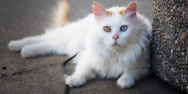 Gatto Turco Van | Clinica La Veterinaria