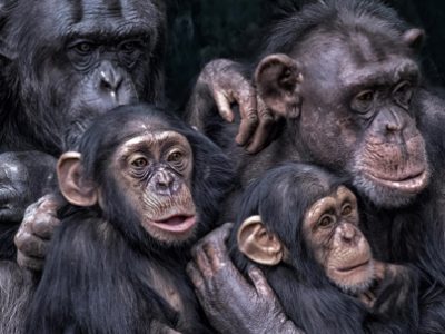 Monkey Day | La Veterinaria Clinic