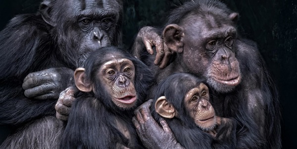 Giornata della scimmia | Clinica La Veterinaria