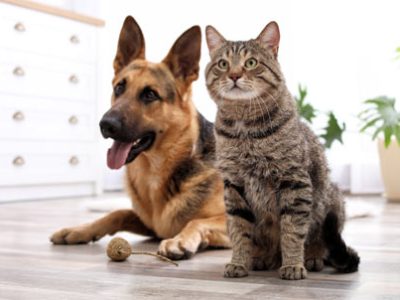 IBD cane IBD gatto | Clinica La Veterinaria