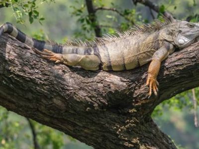 Iguana verde | Clinica La Veterinaria