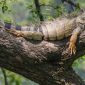Iguana verde | Clinica La Veterinaria