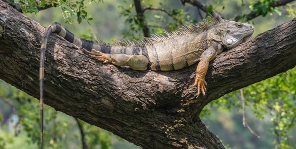 Iguana verde | Clinica La Veterinaria