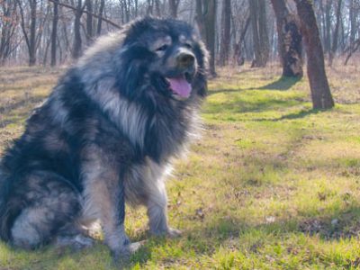 Pastore del Caucaso | Clinica La Veterinaria