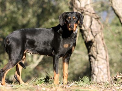 Segugio della Transilvania | Clinica La Veterinaria
