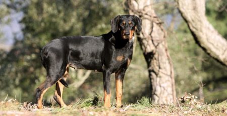 Segugio della Transilvania | Clinica La Veterinaria
