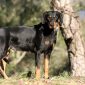 Transylvania Hound | La Veterinaria Clinic