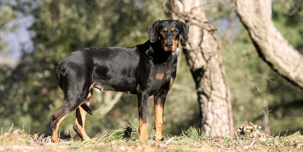 Transylvania Hound | La Veterinaria Clinic