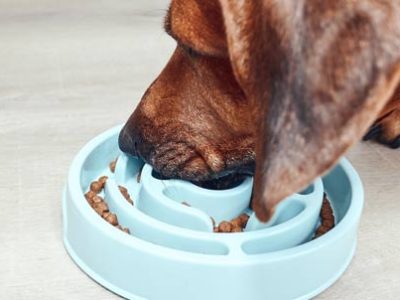 Hiccups in the dog | La Veterinaria Clinic