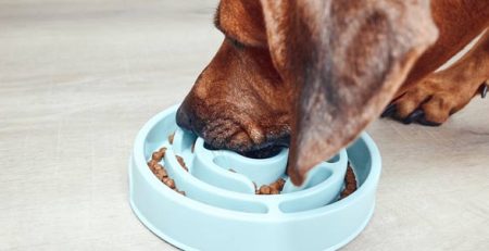 Hiccups in the dog | La Veterinaria Clinic