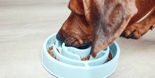 Singhiozzo nel cane | Clinica La Veterinaria