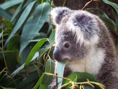 koala
