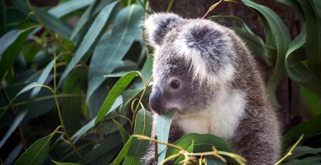 koala