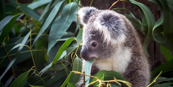 koala