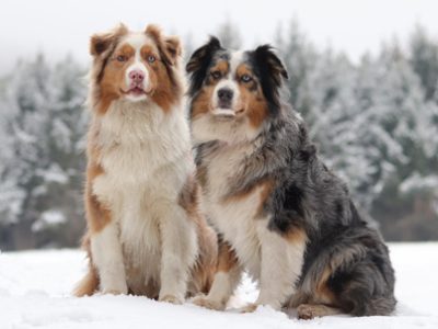 Australian Shepherd | Clinica La Veterinaria