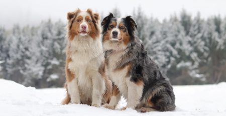 Australian Shepherd | Clinica La Veterinaria