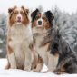 Australian Shepherd | La Veterinaria Clinic