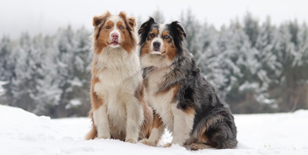 Australian Shepherd | Clinica La Veterinaria