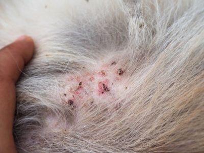 Dermatite da pulci DAP | Clinica La Veterinaria