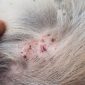 Dermatite da pulci DAP | Clinica La Veterinaria