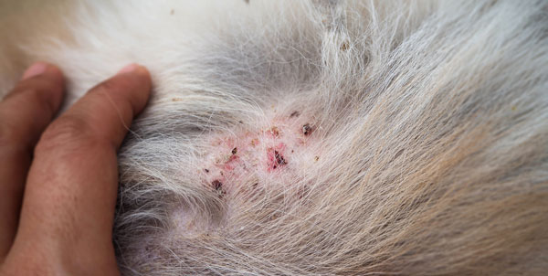 Dermatite da pulci DAP | Clinica La Veterinaria