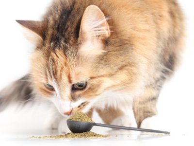 Fermenti lattici per cani | Clinica La Veterinaria