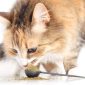 Fermenti lattici per cani | Clinica La Veterinaria