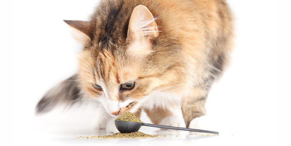 Fermenti lattici per cani | Clinica La Veterinaria