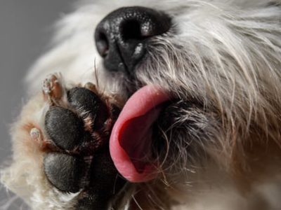 El perro se lame las patas | Clínica La Veterinaria