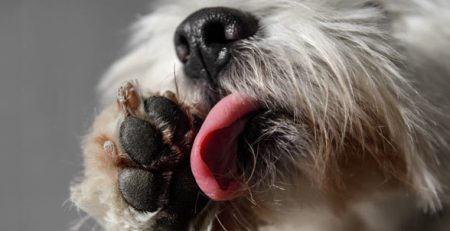 Il cane si lecca le zampe | Clinica La Veterinaria