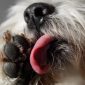 Il cane si lecca le zampe | Clinica La Veterinaria