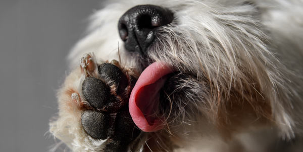Il cane si lecca le zampe | Clinica La Veterinaria