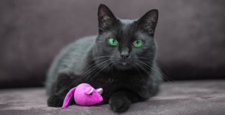 La presa del gato | Clínica La Veterinaria