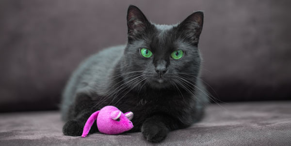 Le prede del gatto | Clinica La Veterinaria