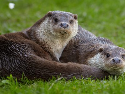 lontra
