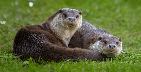 nutria