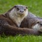 lontra