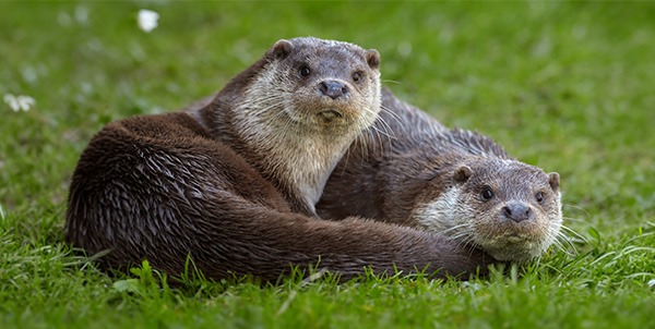 lontra