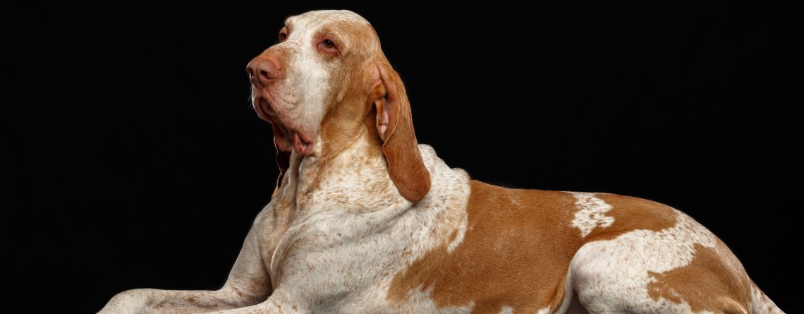 Italian Pointer | La Veterinaria Clinic