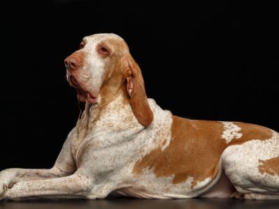 Italian Pointer | La Veterinaria Clinic