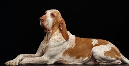 Bracco italiano | Clinica La Veterinaria