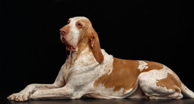 Bracco italiano | Clinica La Veterinaria