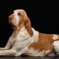 Bracco italiano | Clinica La Veterinaria