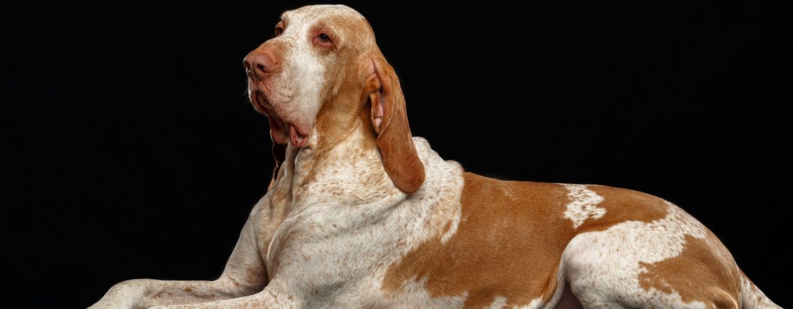 Bracco italiano | Clinica La Veterinaria