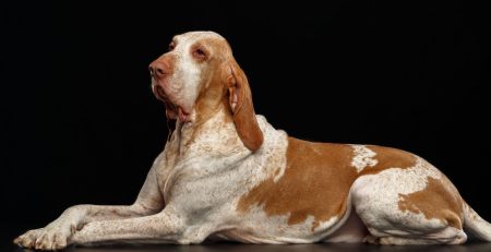 Bracco italiano | Clinica La Veterinaria