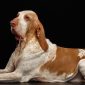 Bracco italiano | Clinica La Veterinaria